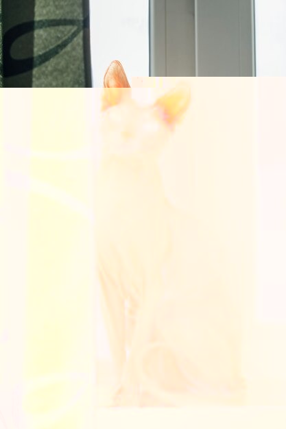 Cat Registration For Every Breed